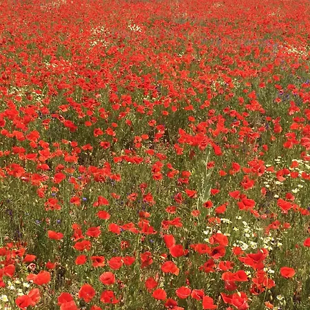 Csakakali Casa vacanze *